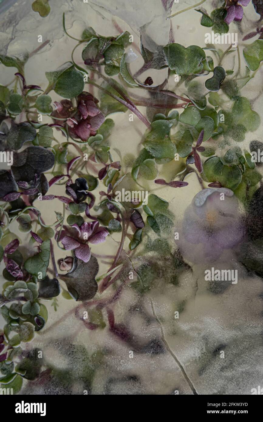Frozen in water flowers viola. Abstract composition Stock Photo - Alamy