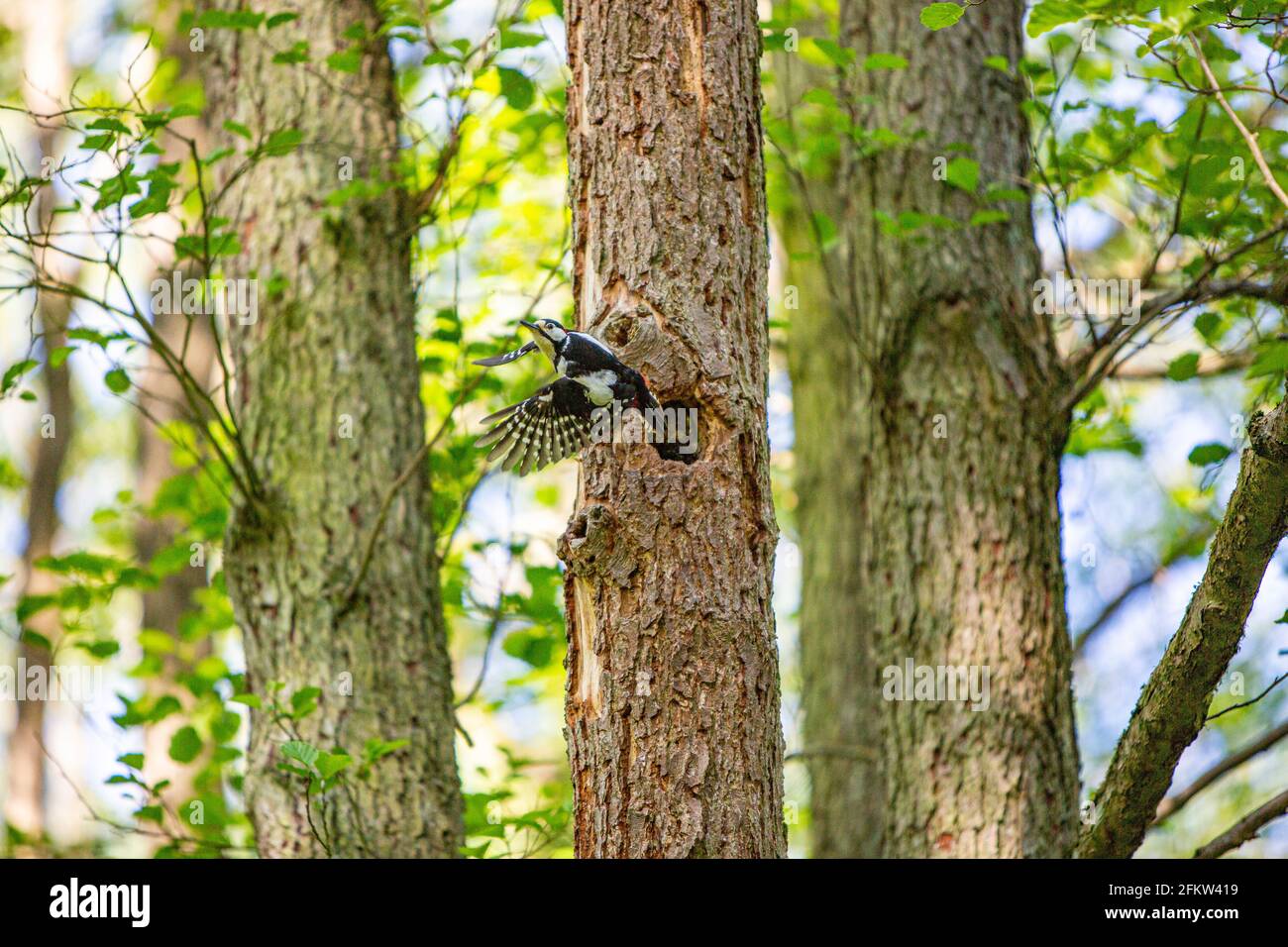 Male Greater Spotted Woodpecker in flight by nest hole (Dendrocopos