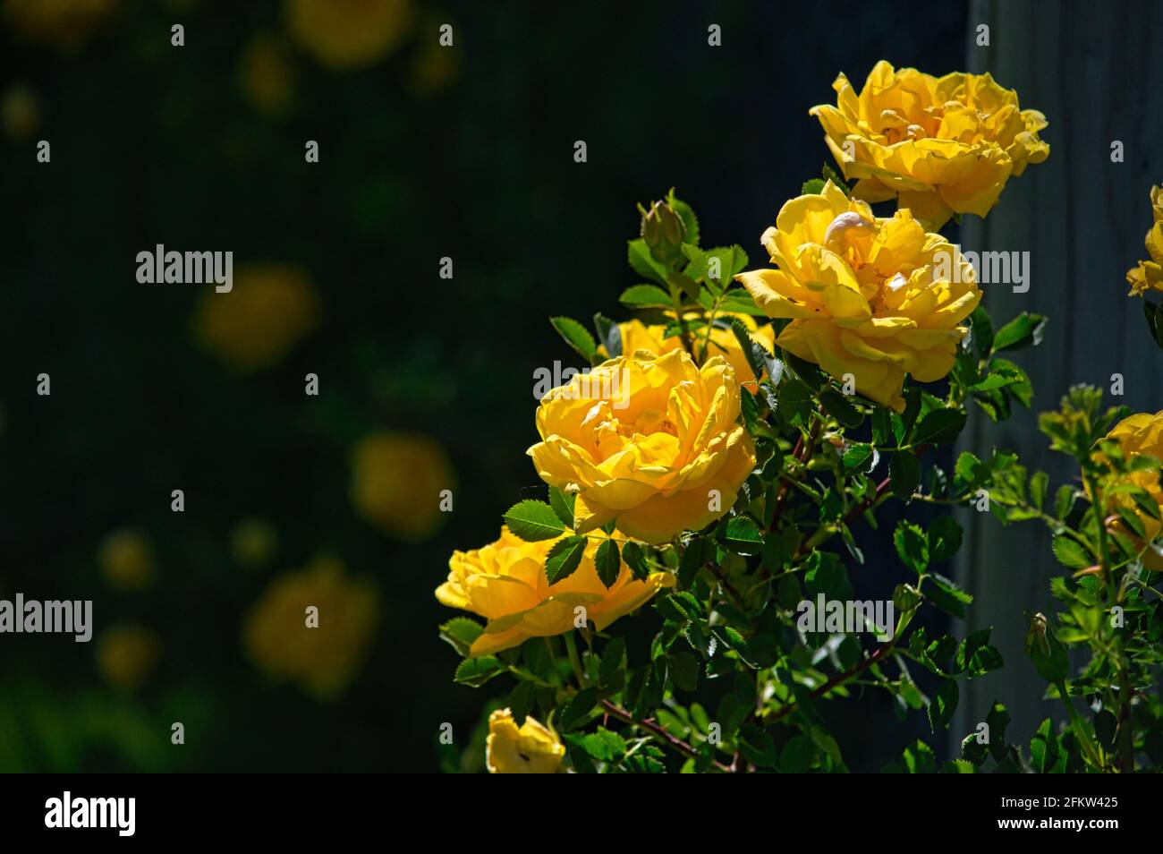 Closeup shot of bright yellow rose flowers Stock Photo - Alamy