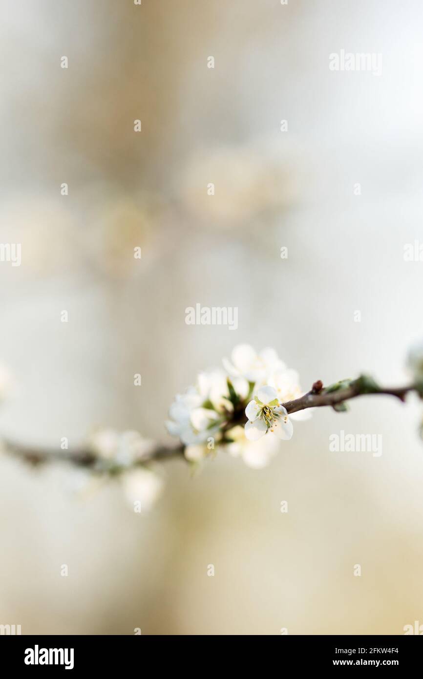A branch of cherry blossoms in white with soft blur during spring, large copy space Stock Photo