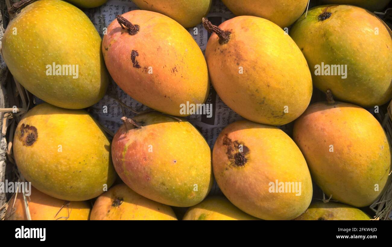 Alphonso mango or Haapus aamba fruit stocked mango fruits for multipurpose use Stock Photo