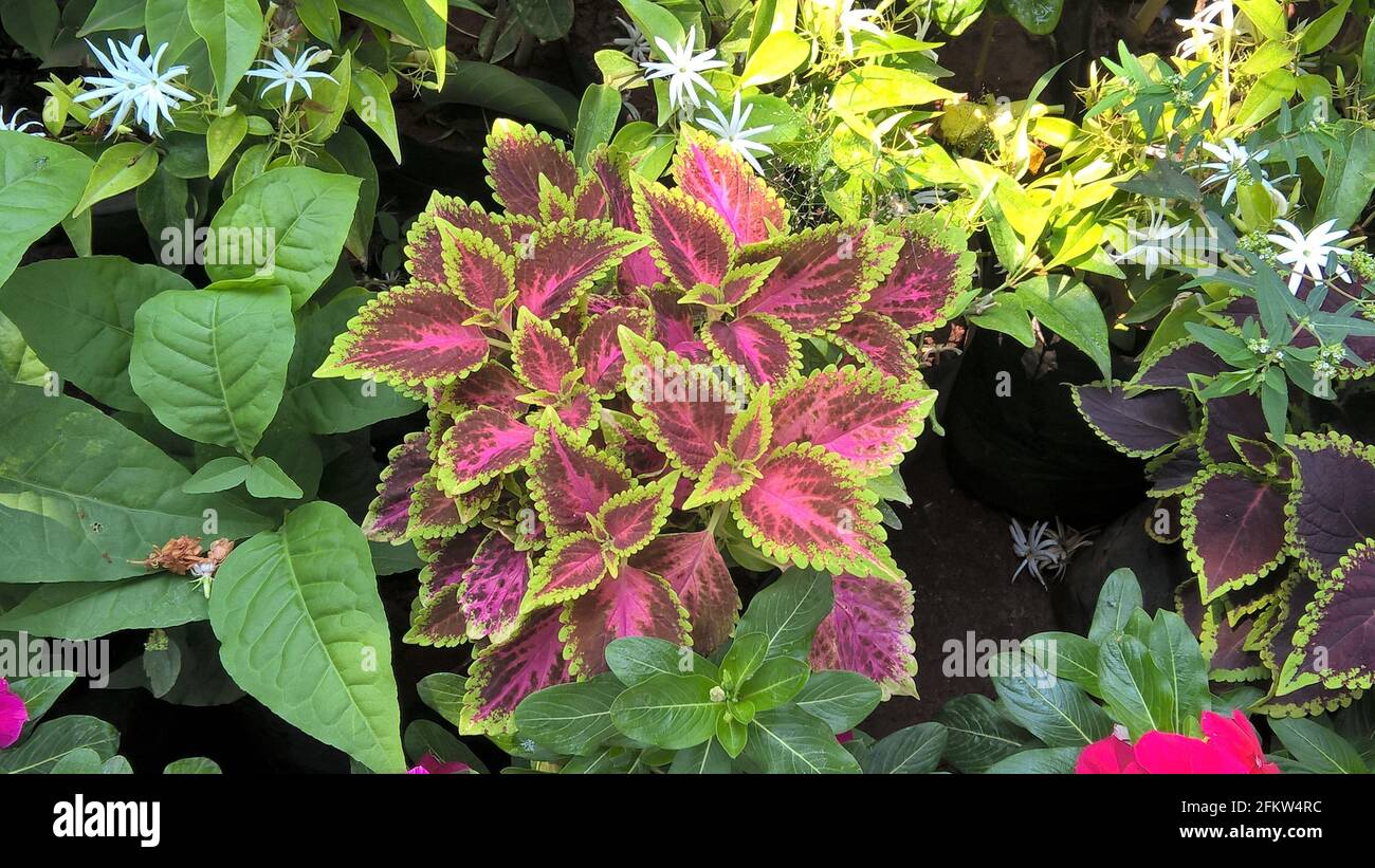 scenic view of coleus plants also called Coleus blumei or Plectranthus ...