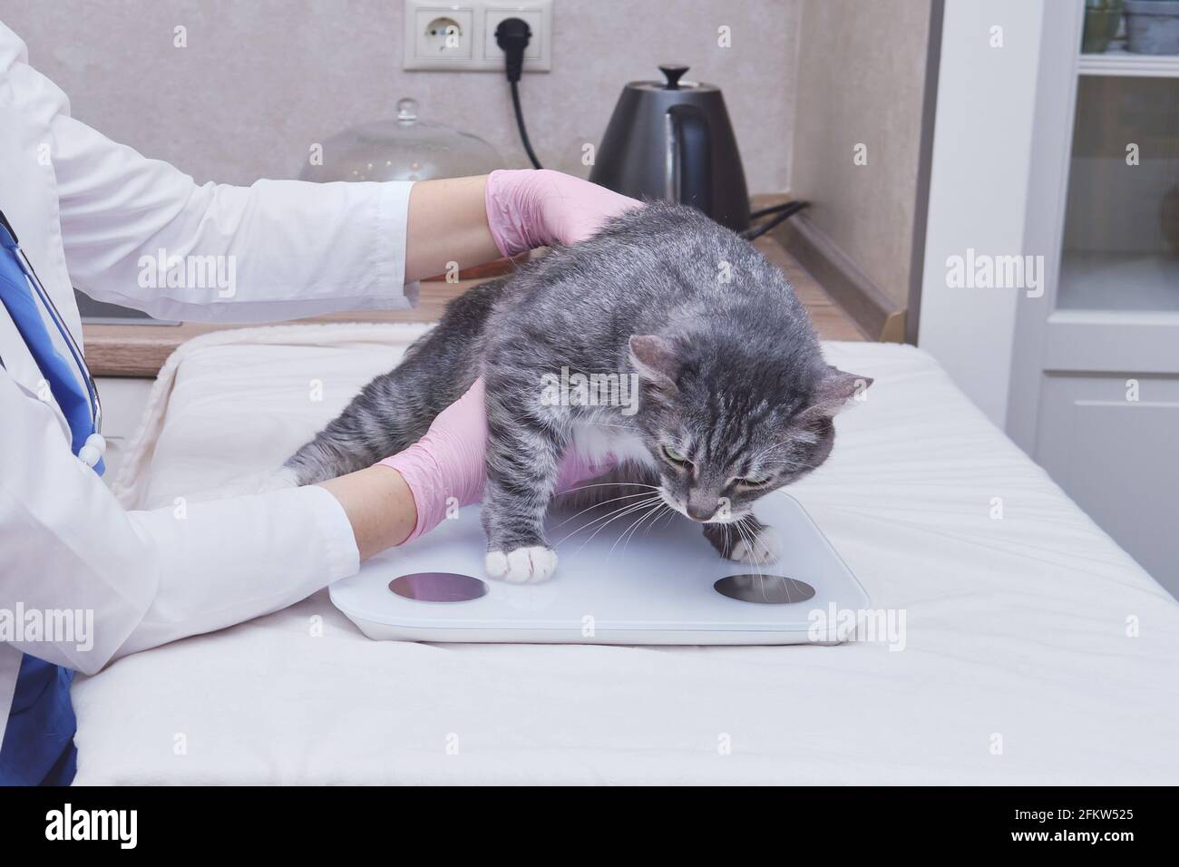 https://c8.alamy.com/comp/2FKW525/the-veterinarian-weighs-an-overweight-cat-on-a-scale-fat-pet-on-home-kitchen-2FKW525.jpg