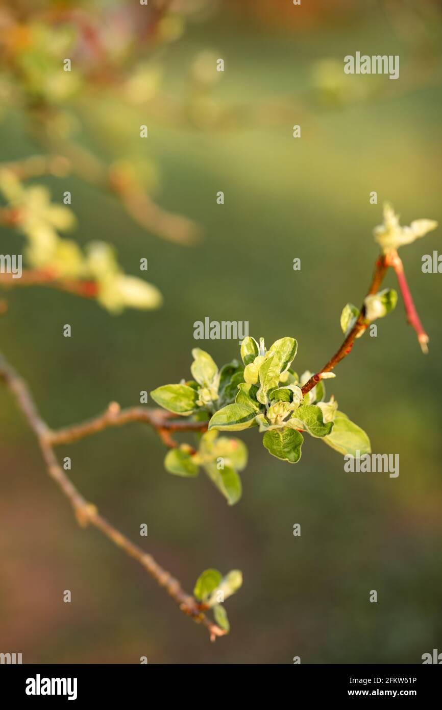 Apple tree branch in spring, forming a tight cluster and almost ready to bloom Stock Photo