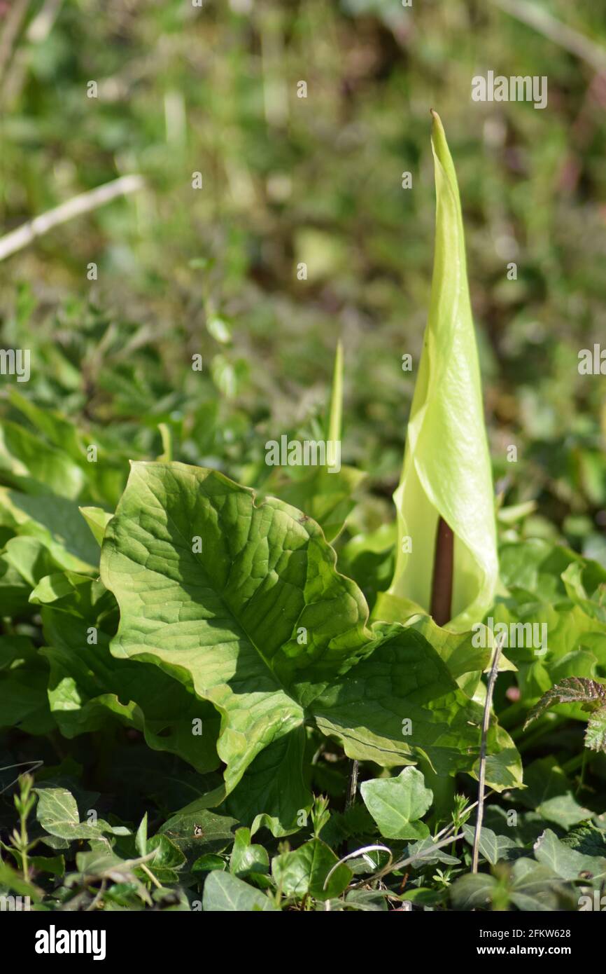 Cuckoo pint bright in sun hires stock photography and images Alamy
