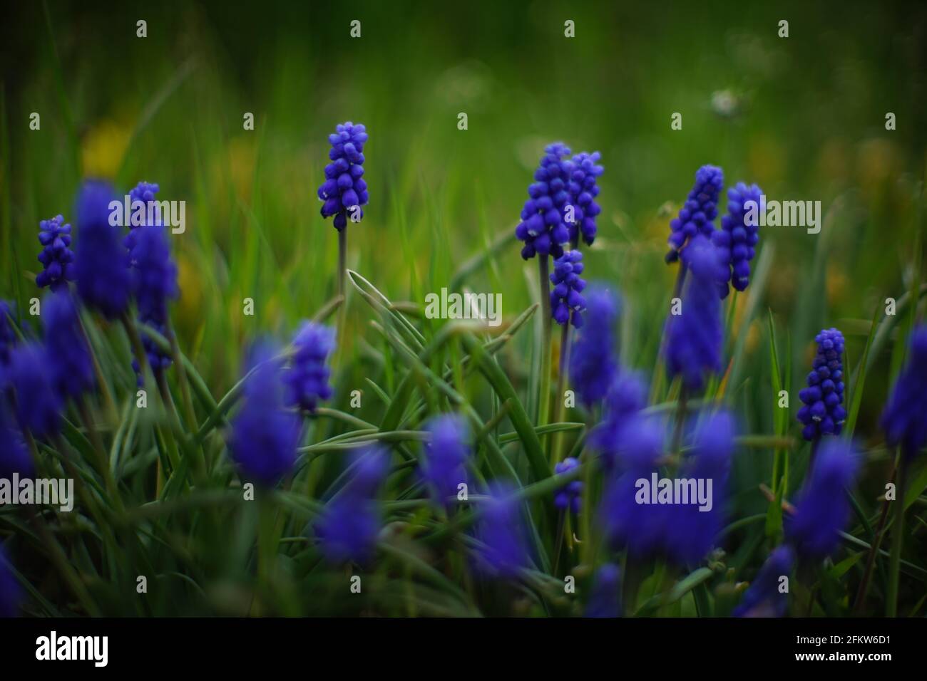 Blue grape hyacinths flowers in spring garden Stock Photo - Alamy