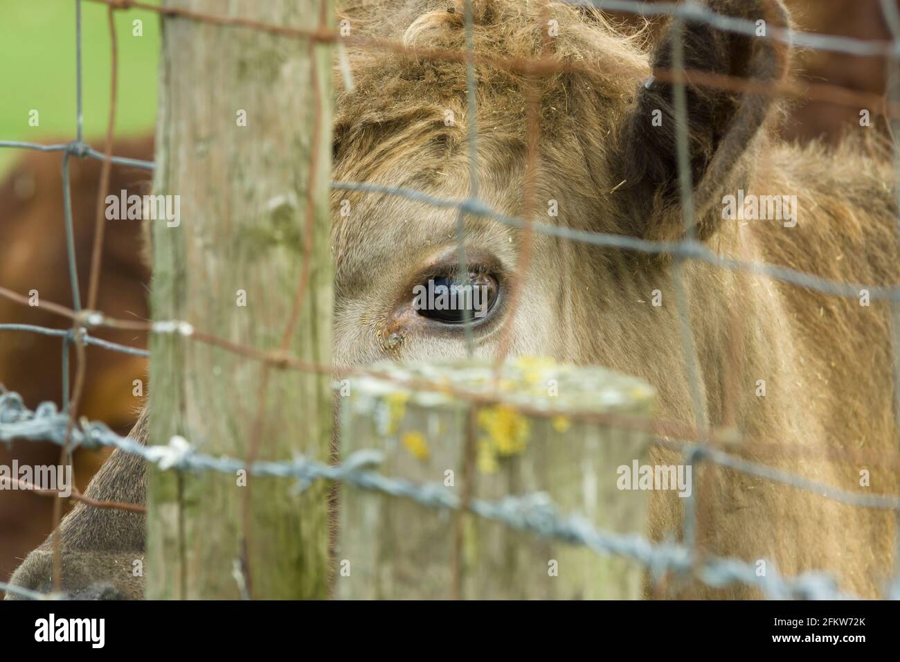 A young calf with a sad and forlorn expression staring through a wire stock fence on a dairy farm in the UK Stock Photo