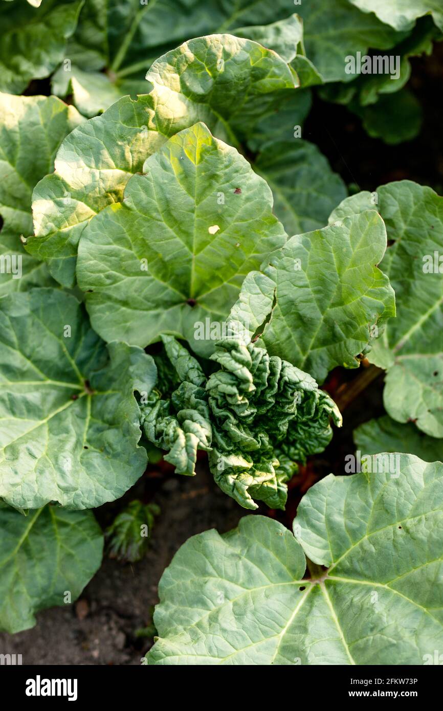 Rhubarb stalks growing in a vegetable garden in early spring Stock Photo