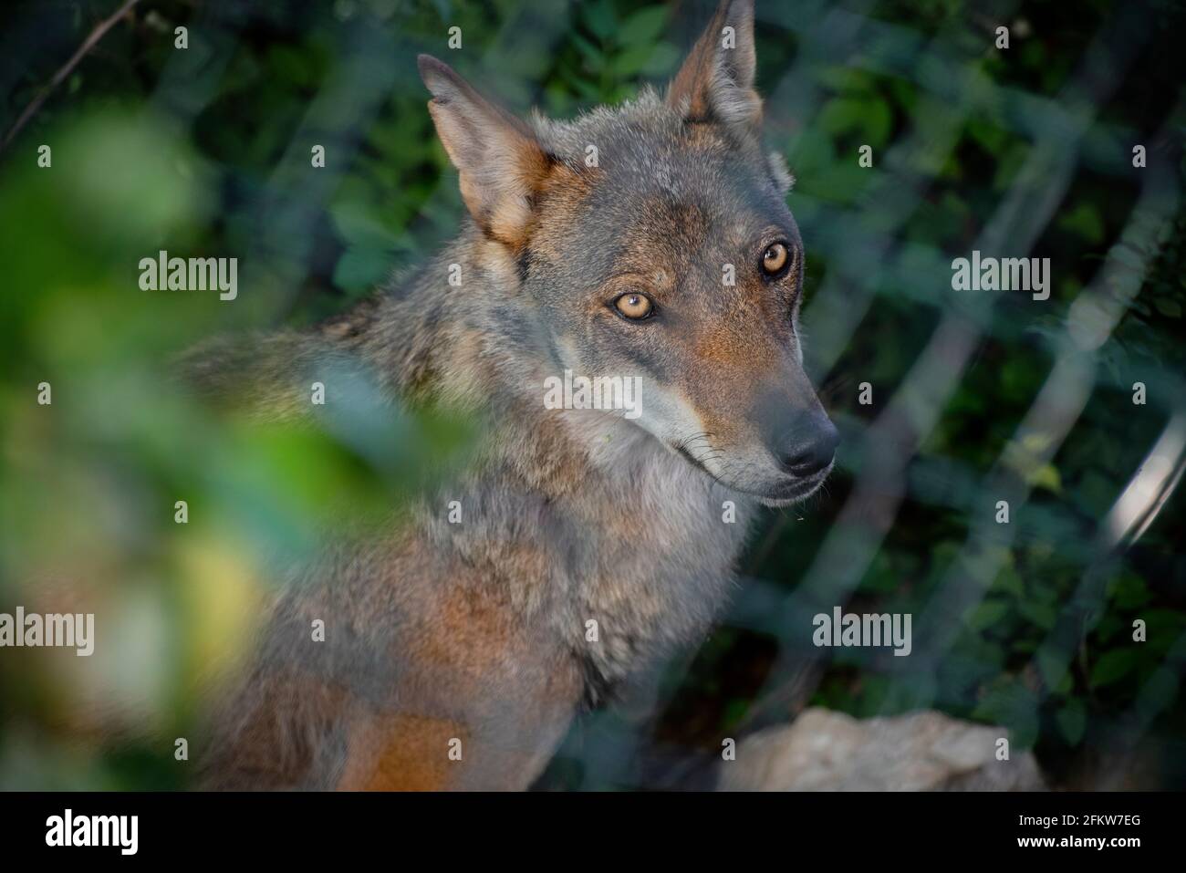 The eyes of a young wolf inside an observatory Stock Photo