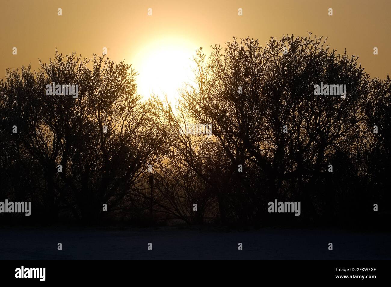 Silhouette of trees during sunrise Stock Photo - Alamy