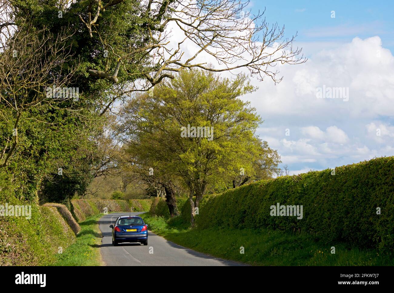 Car on country road, bordered by hedges and a canopy of trees, in East Yorkshire, England UK Stock Photo