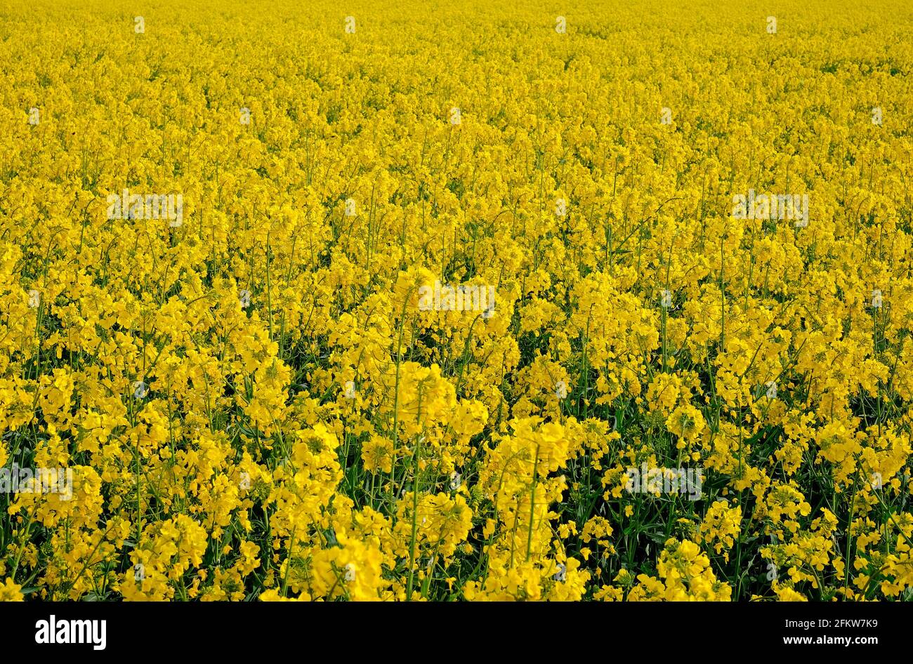yellow rape seed oil crop in field, north norfolk, england Stock Photo