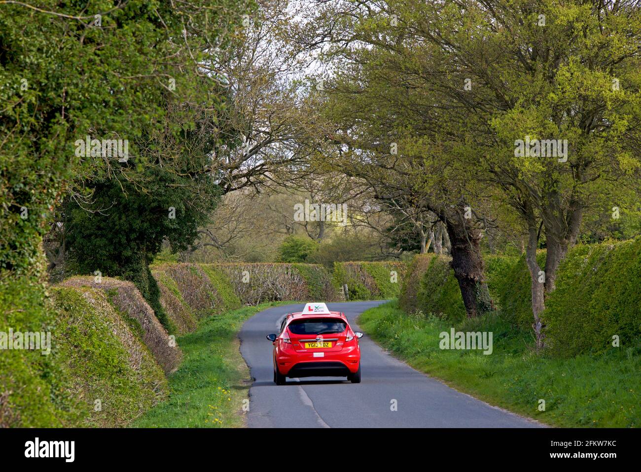 Car with learner driver on country road, bordered by hedges and a canopy of trees, in East Yorkshire, England UK Stock Photo