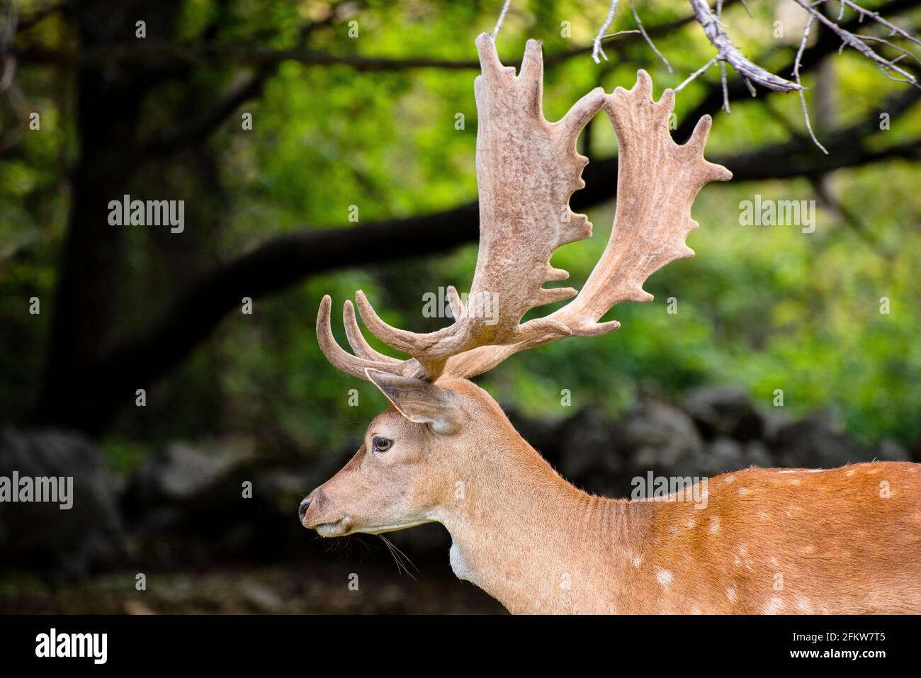 A male fallow deer in the meadow Stock Photo