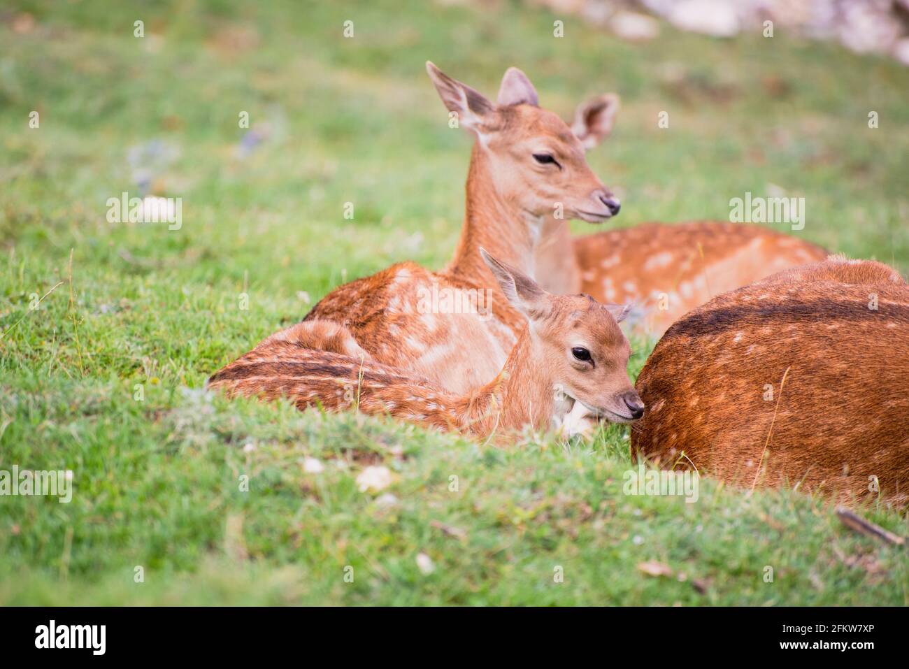Baby fallow deer with its mum in the grass Stock Photo Alamy