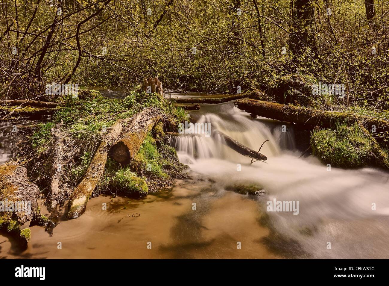 River flowing through the forest Stock Photo - Alamy