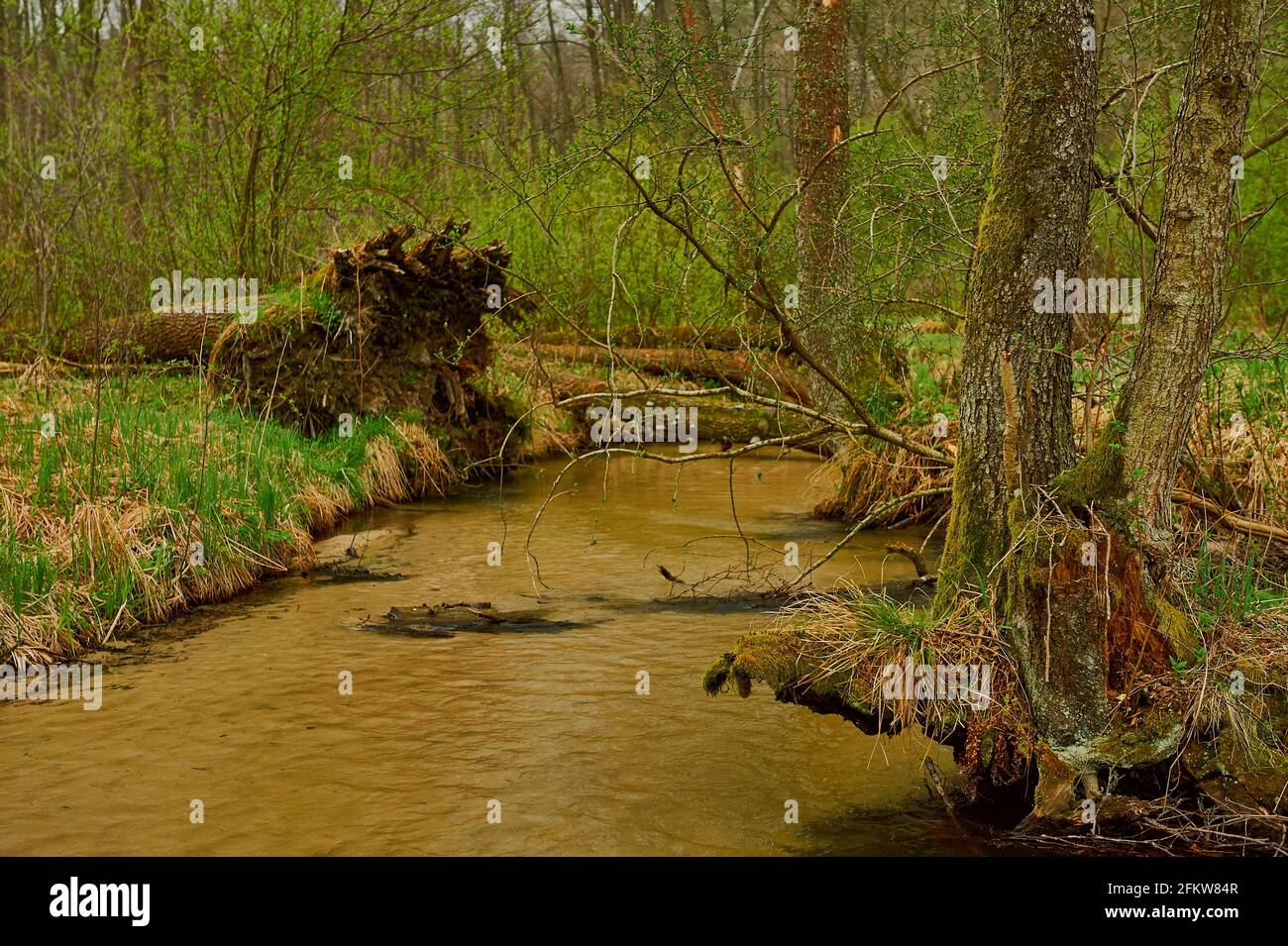 River flowing through the forest Stock Photo - Alamy