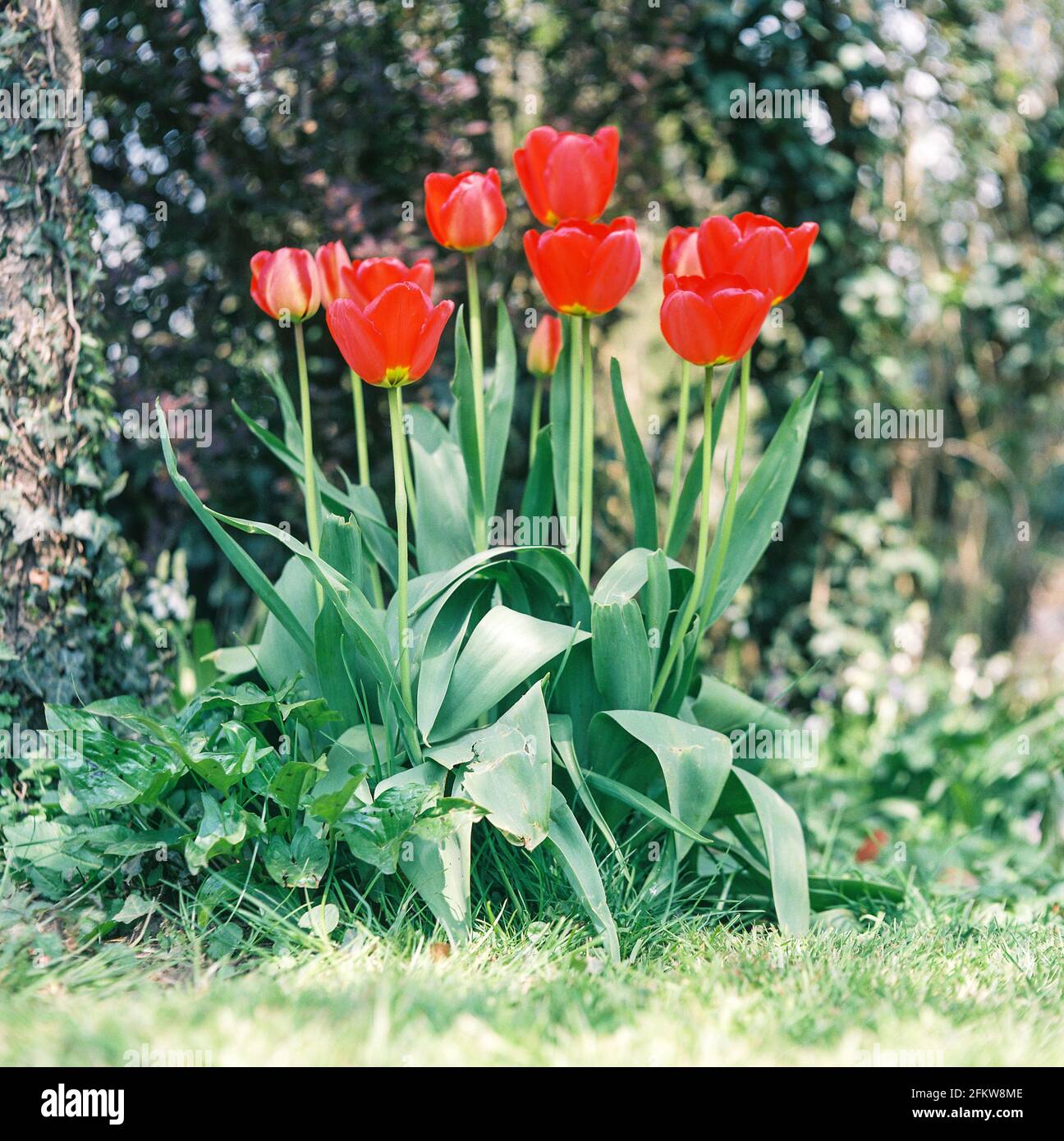 Red tulips, Medstead, Hampshire, England, United Kingdom. Stock Photo