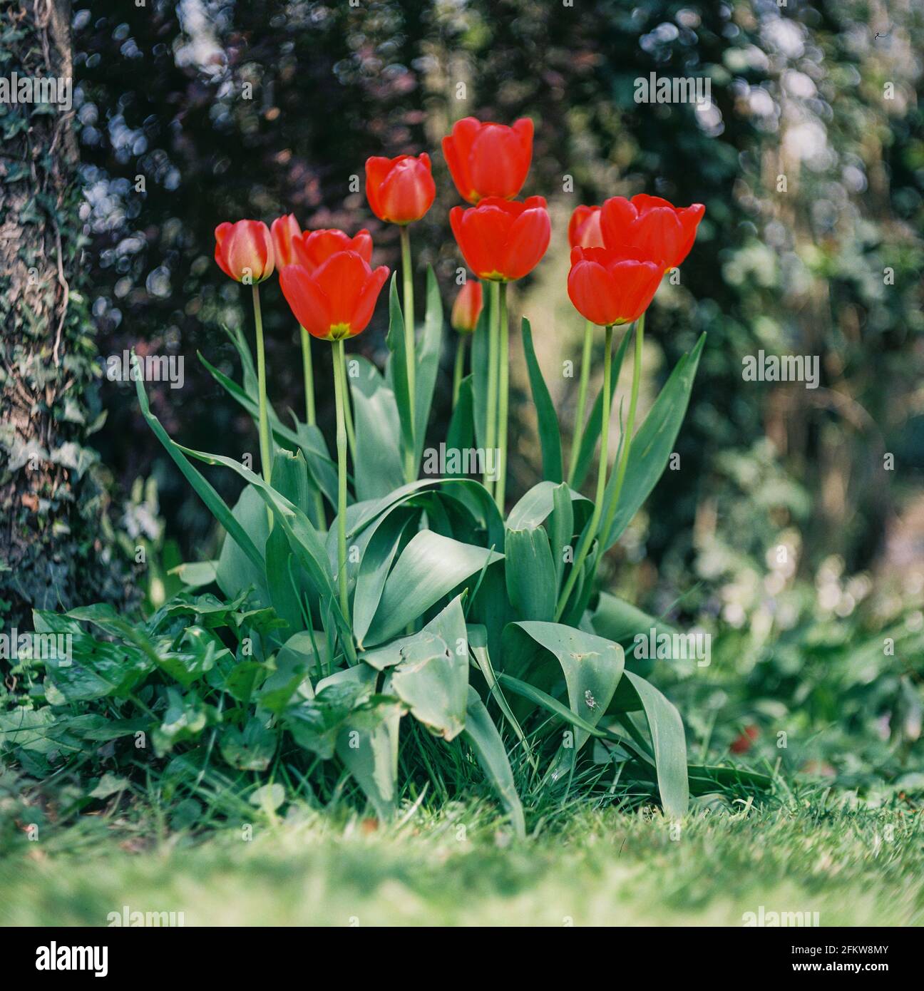 Red tulips, Medstead, Hampshire, England, United Kingdom. Stock Photo