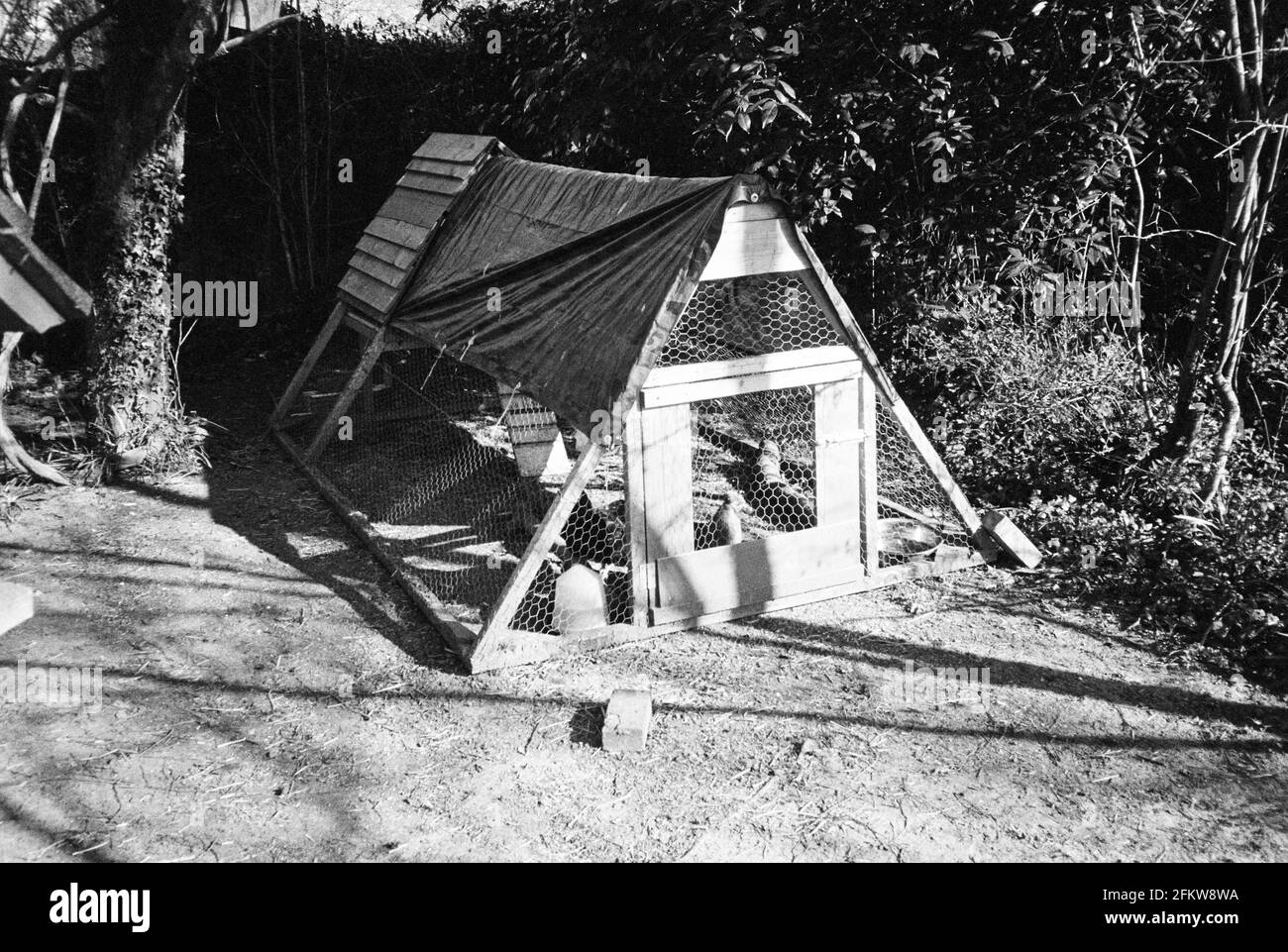 Chicken run film Black and White Stock Photos & Images Alamy