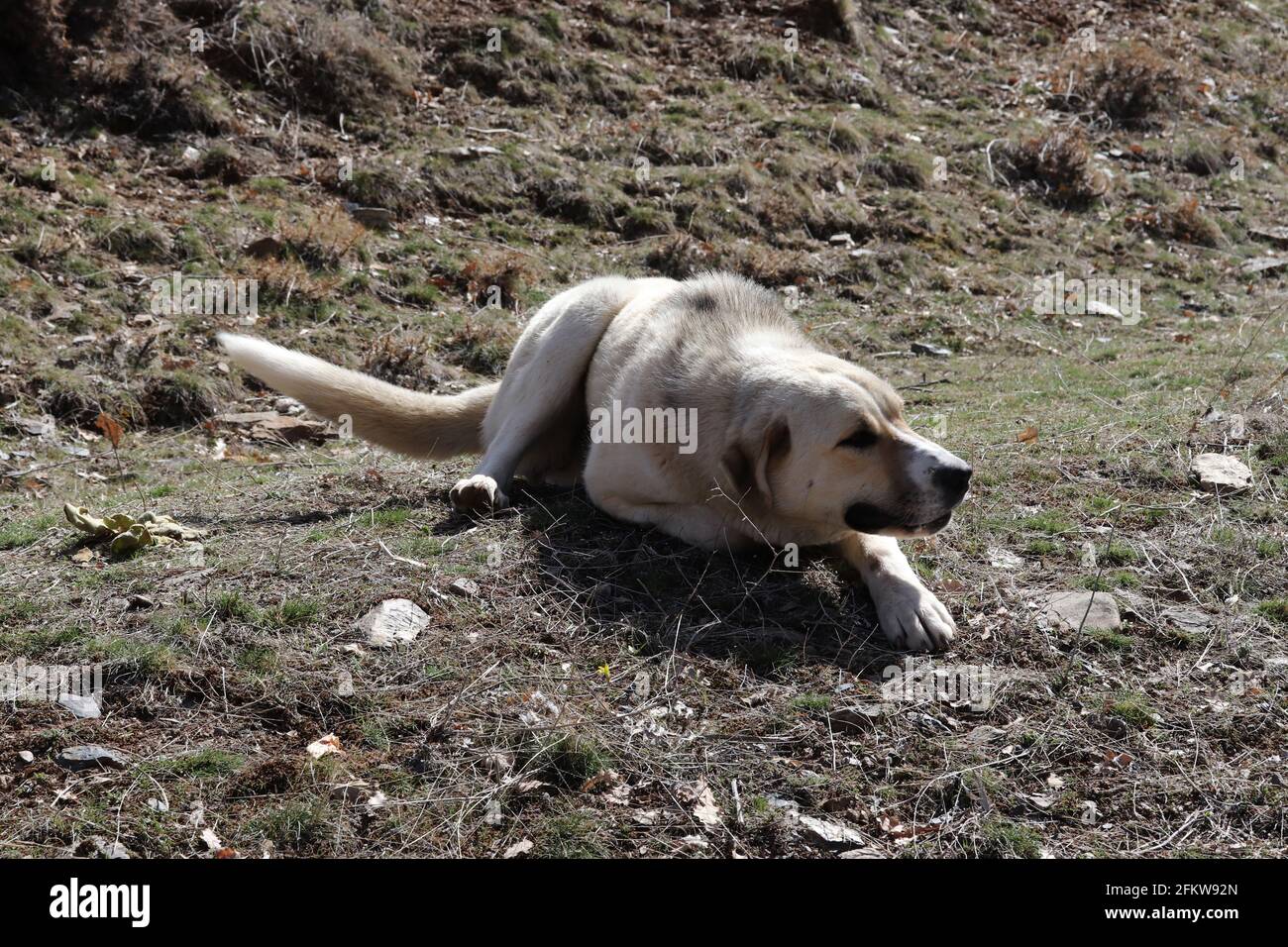 Purebred Anatolian Shepherd Dog Turkey Stock Photo
