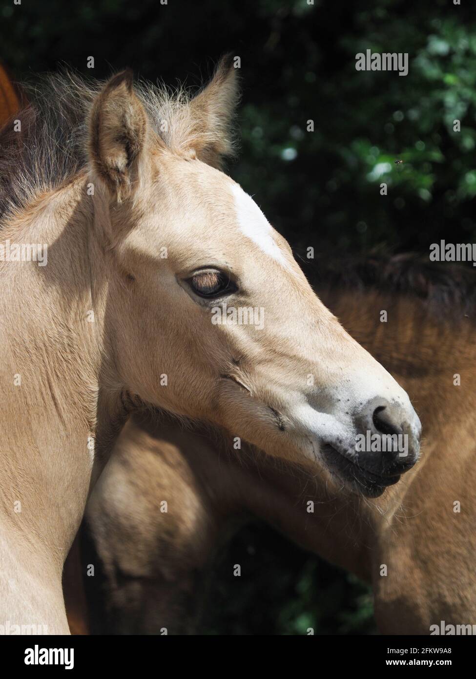 A head shot of a cute Welsh pony foal. Stock Photo