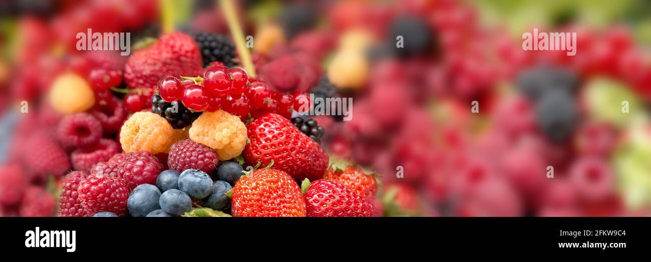 Fresh summer berries assortment panorama. Healthy fruit food web banner Stock Photo