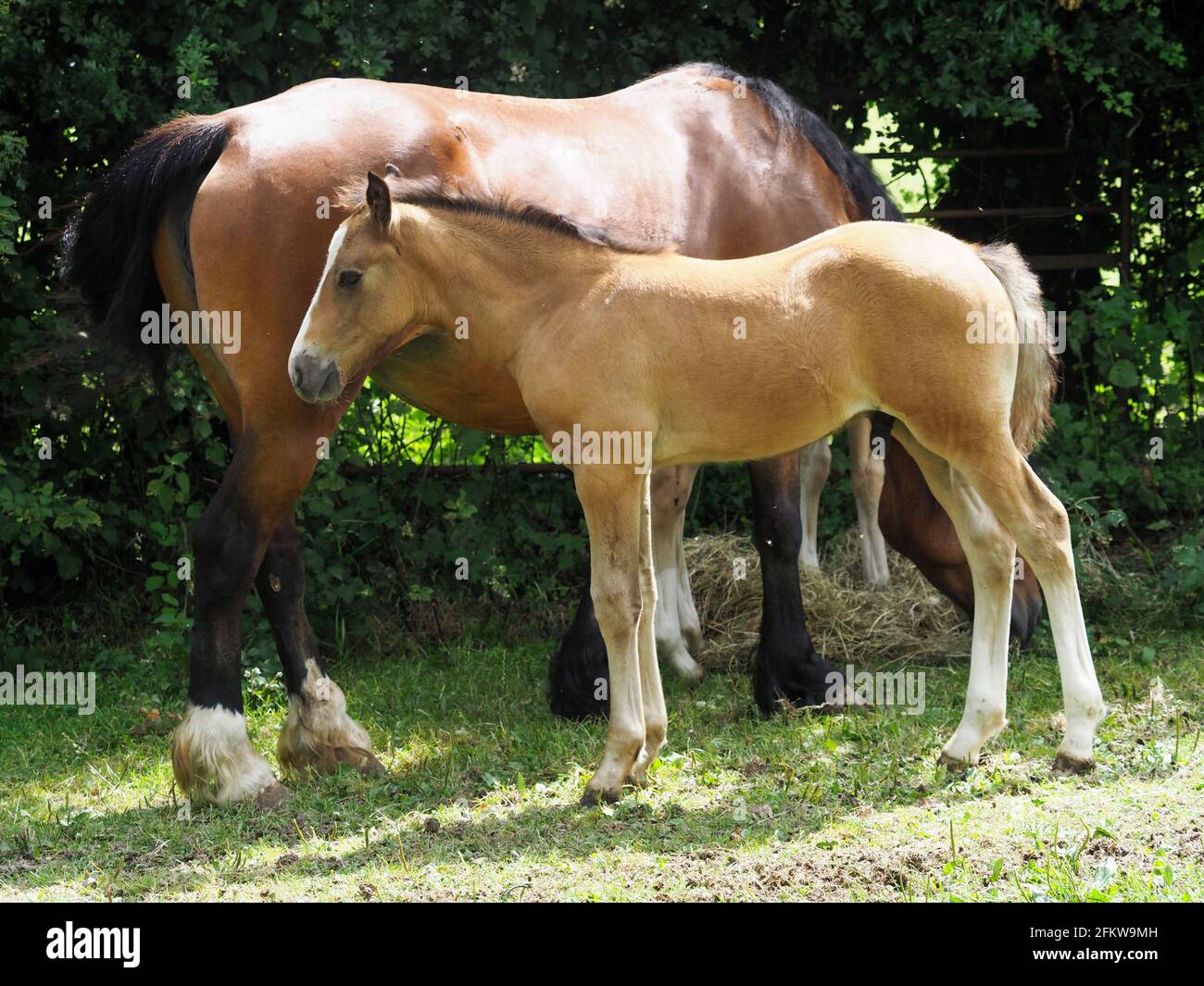 A bay mare and her dun foal in a summer paddock. Stock Photo