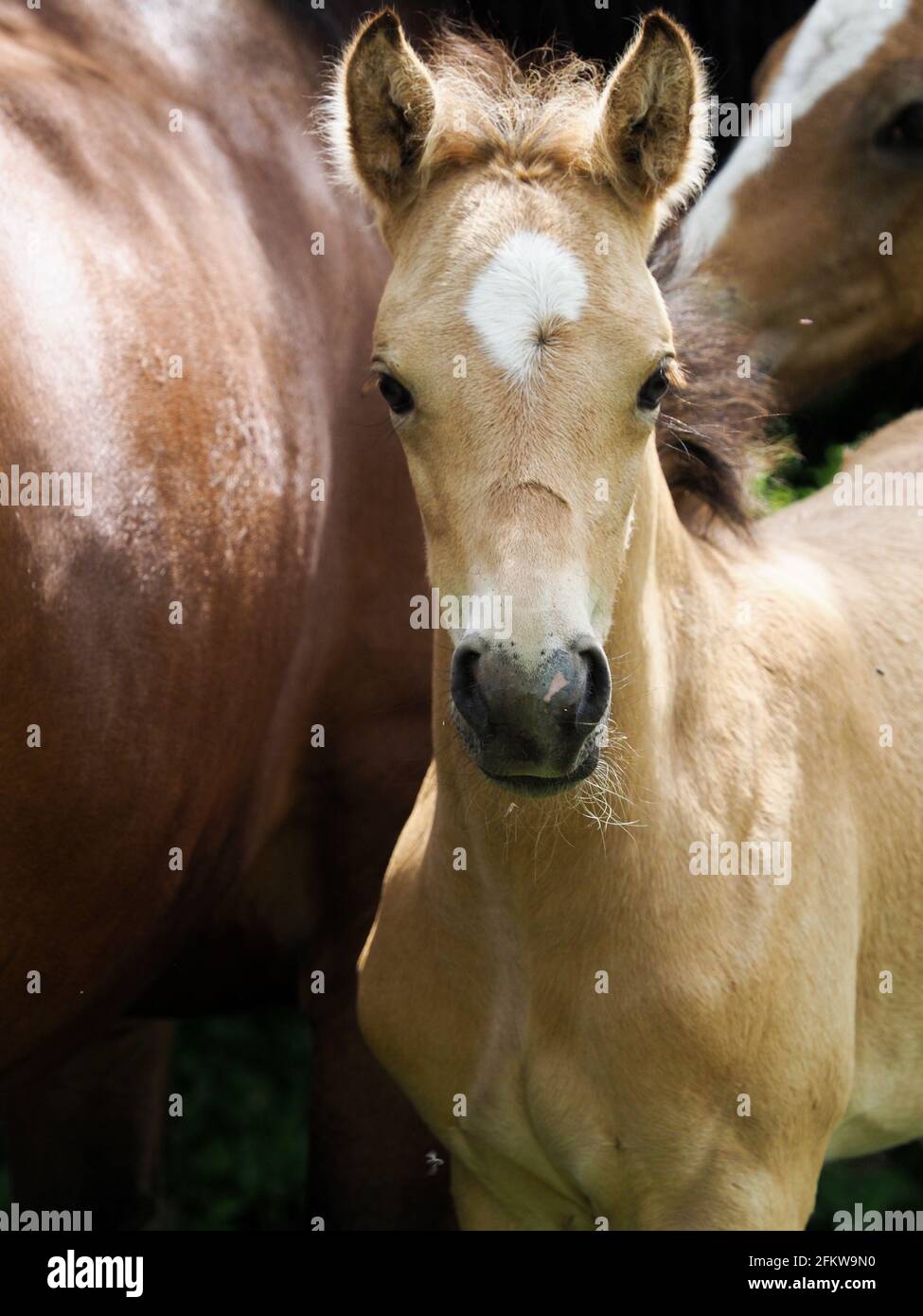 A head shot of a cute Welsh pony foal. Stock Photo