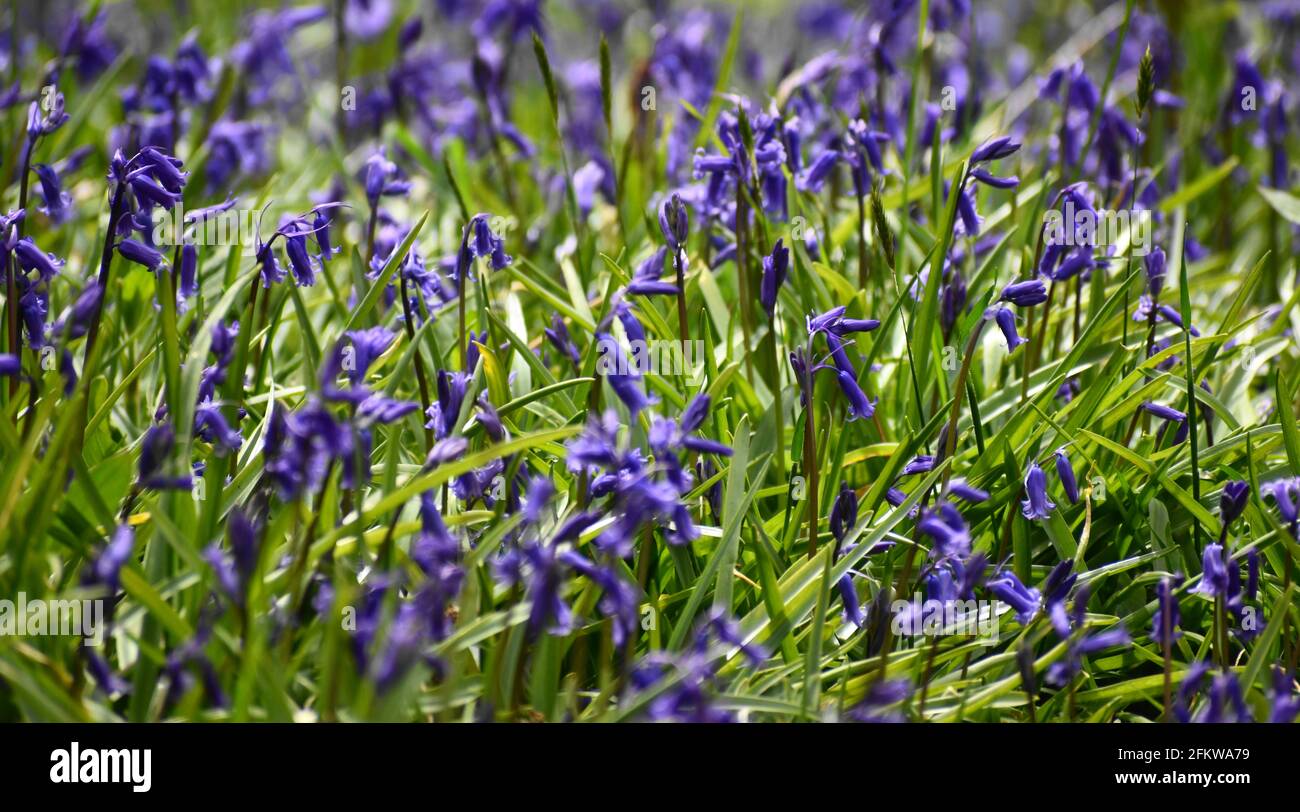 Wild bluebells growing on a forest floor. Stock Photo