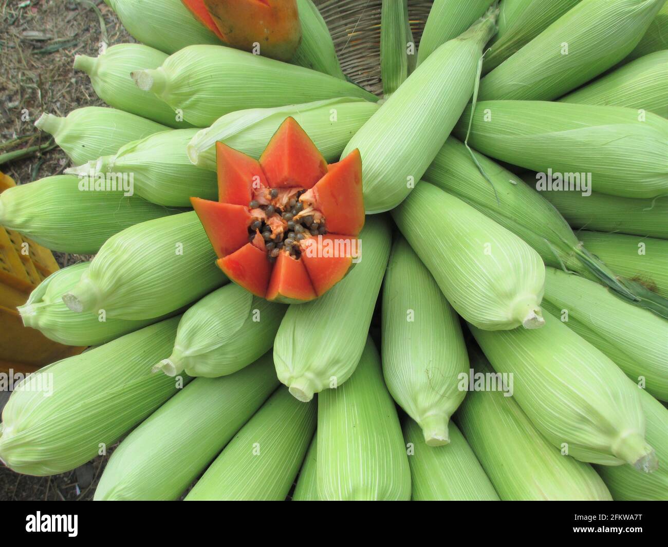 view of half cut papaya fruit with corn for multipurpose use Stock Photo