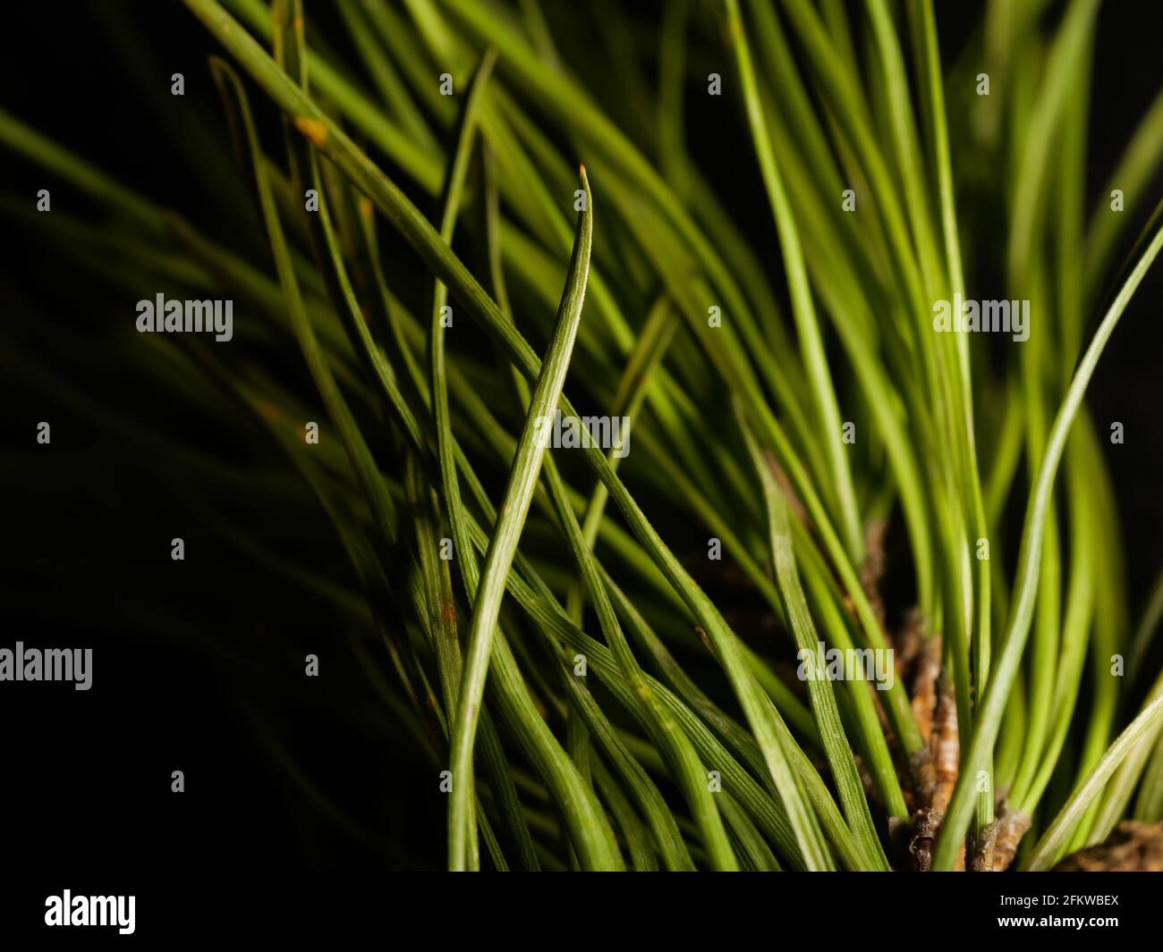 Closeup shot of a branch of the pine tree against a dark background ...