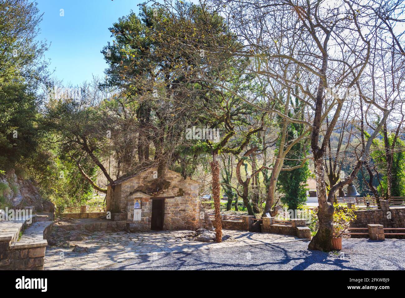 Theodora Tree Agia Theodora of Vasta miracle church in Peloponnese, Greece. Trees ...