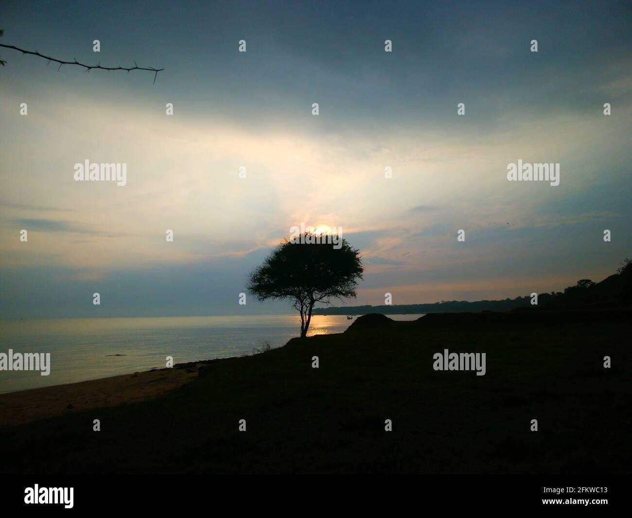 Lone tree overlooking the ocean at sunset Stock Photo - Alamy