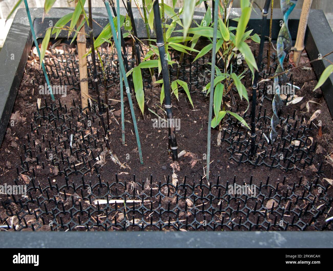 Spike Mats for protecting plants from pests, UK Stock Photo Alamy