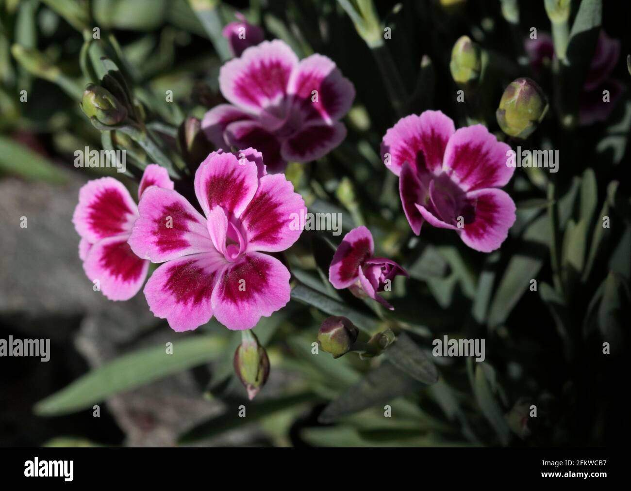 Dianthus Pink Kisses, UK Stock Photo