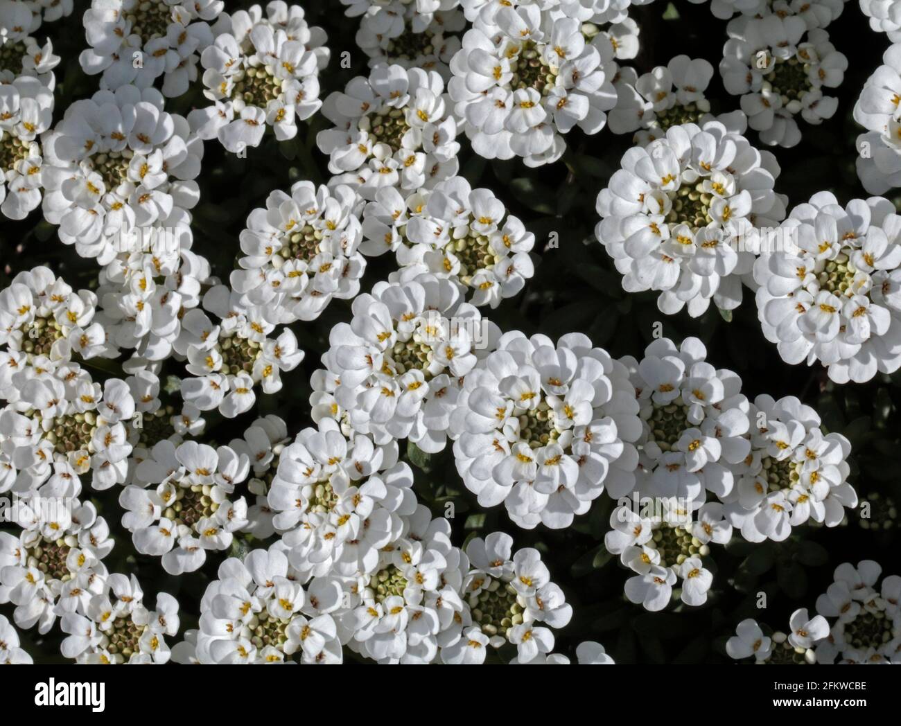 White Alyssum, UK Stock Photo