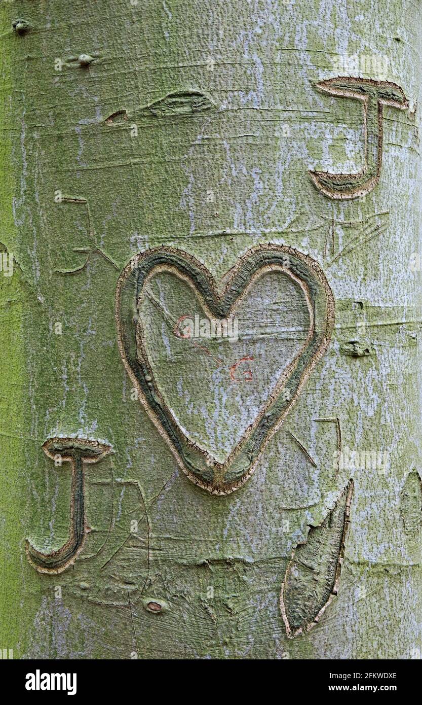 A heart and inititals carved in the bark of a Beech tree Stock Photo