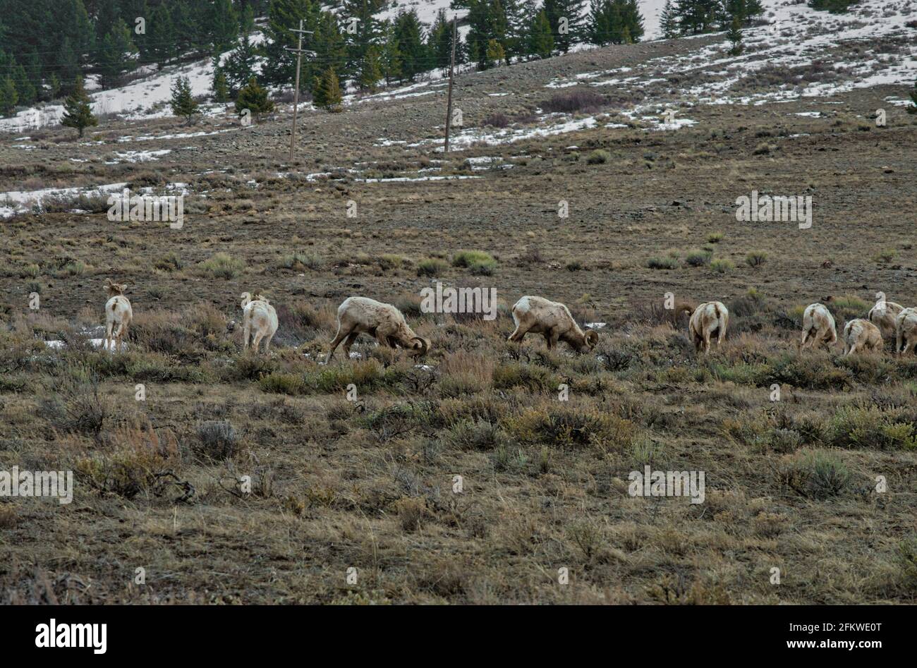 Flock of sheep grazing in a pasture Stock Photo - Alamy