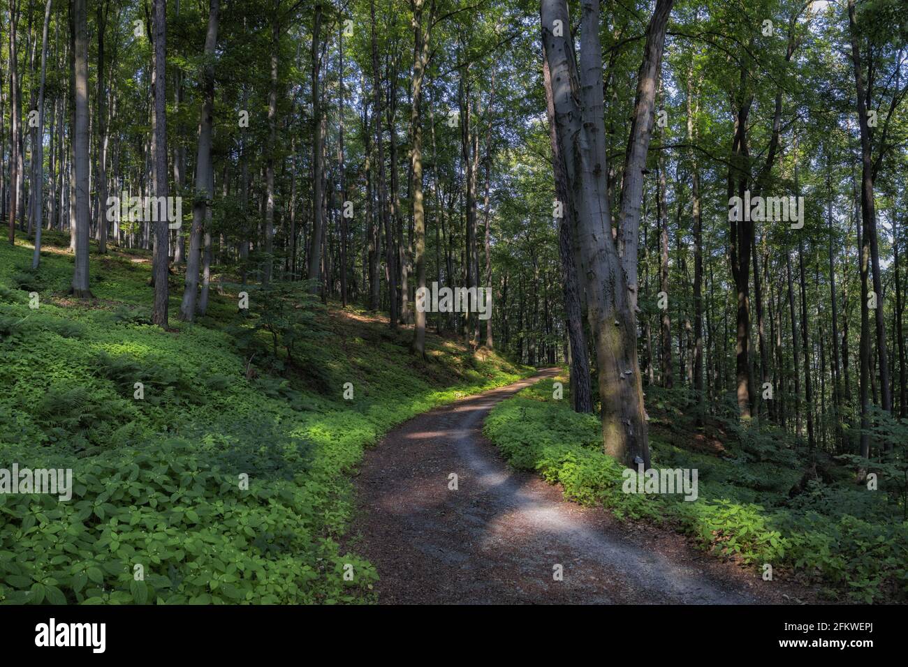 Empty footpath in springtime hi-res stock photography and images - Alamy