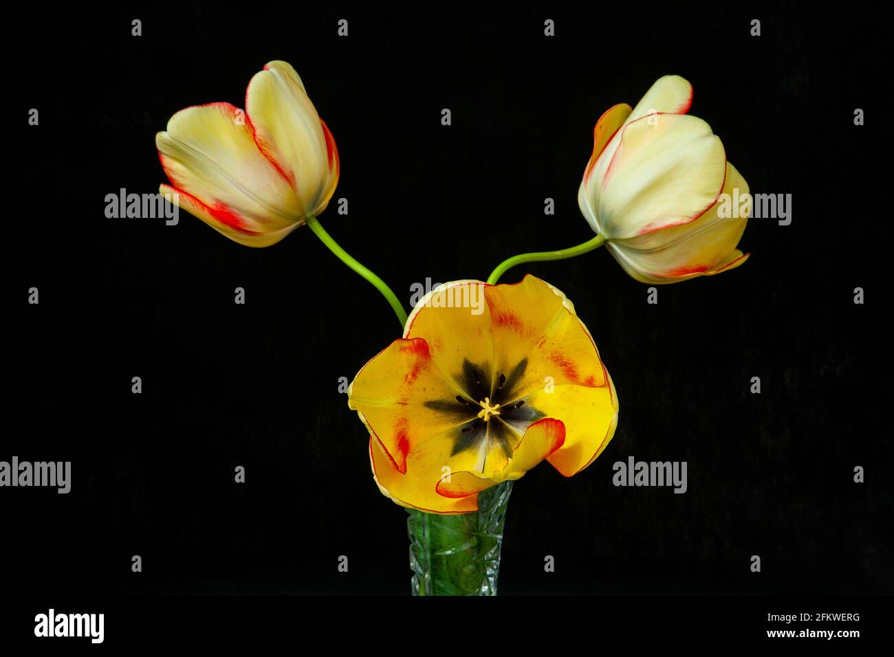 Beauty of Spring tulips, Darwin hybrid Stock Photo