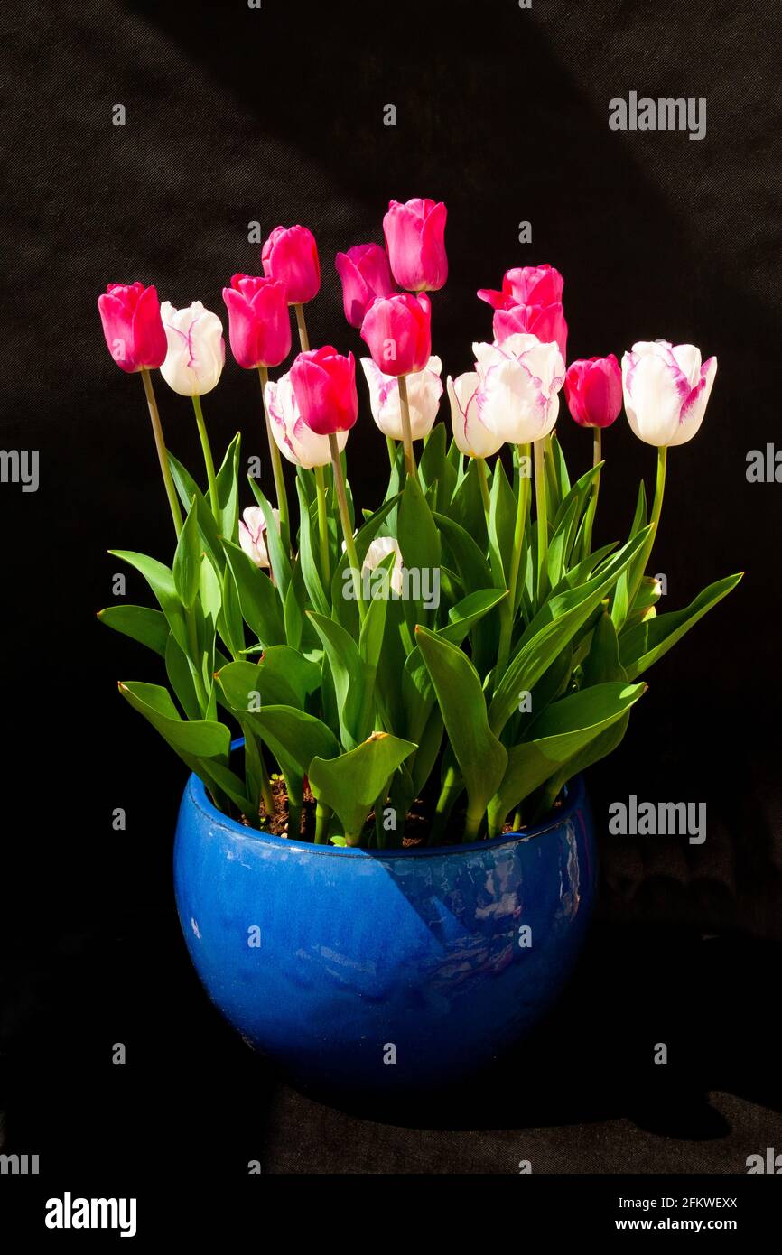 Tulips - Affaire and Barcelona Stock Photo