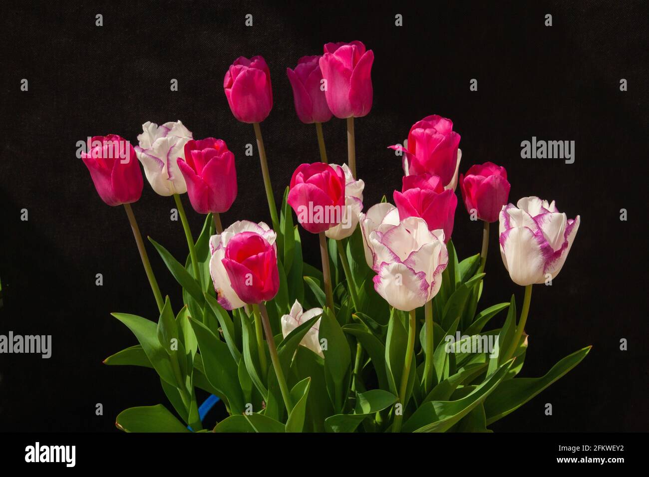 Tulips - Affaire and Barcelona Stock Photo