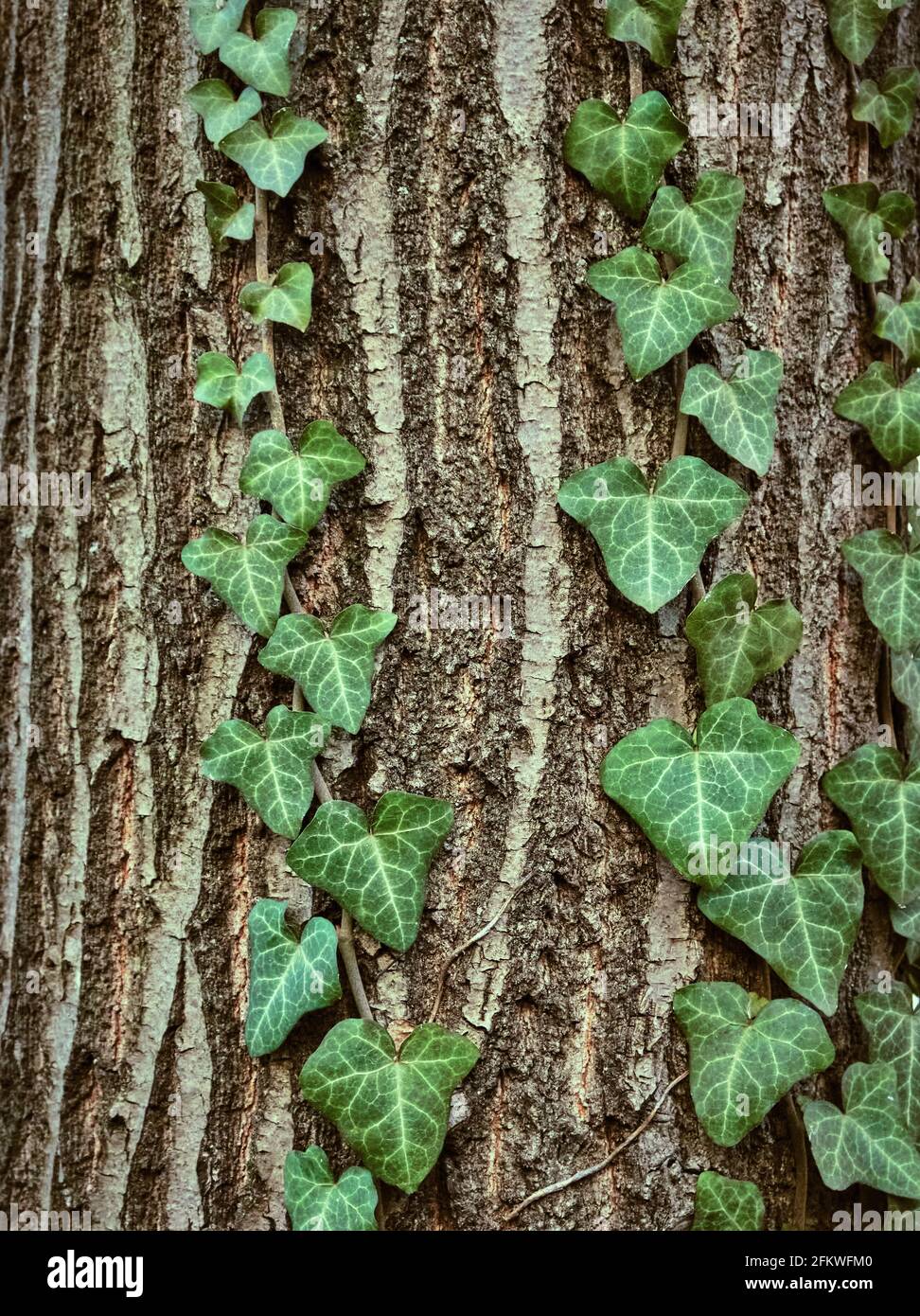 Ivy climbing at a tree stem hi-res stock photography and images - Alamy
