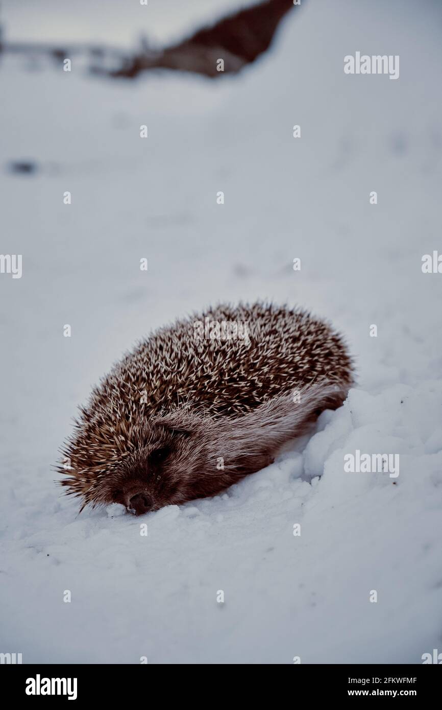 A frozen hedgehog on snow Stock Photo Alamy