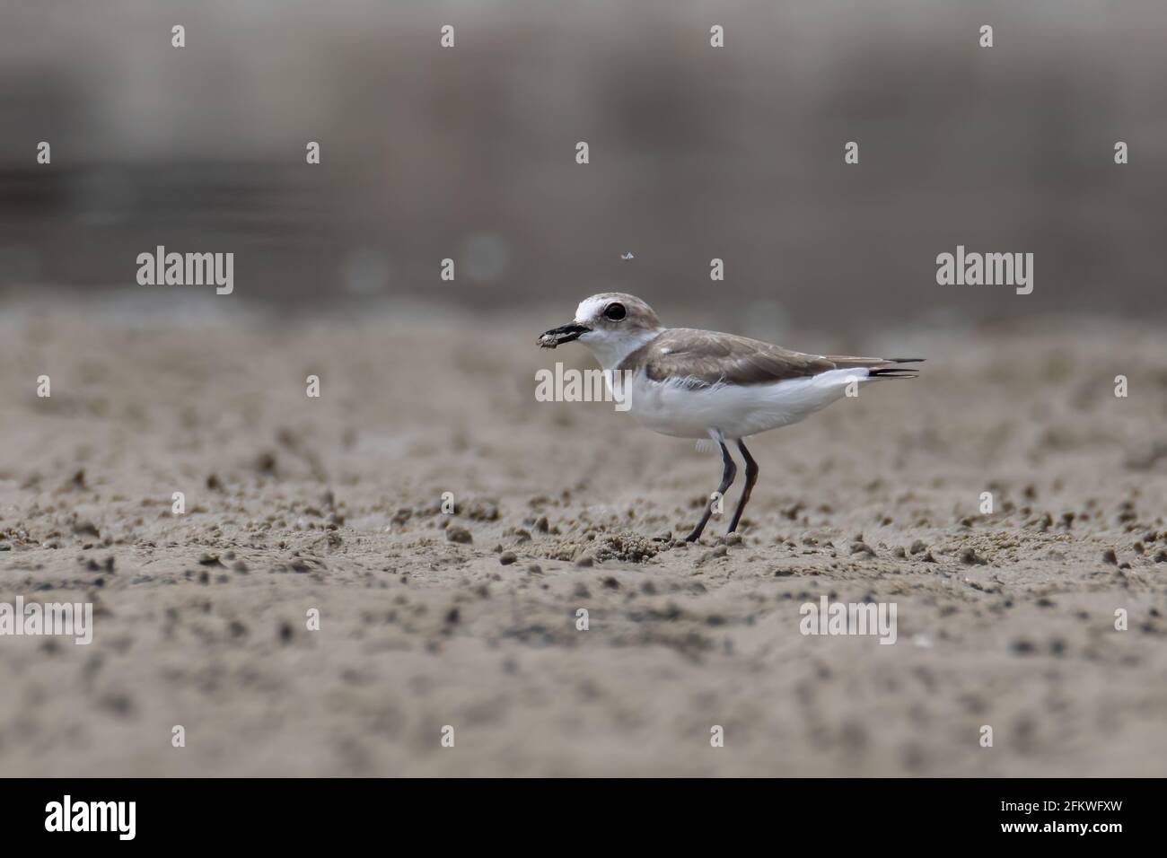 Nature wildlife image of Sand plover water bird on beach Stock Photo