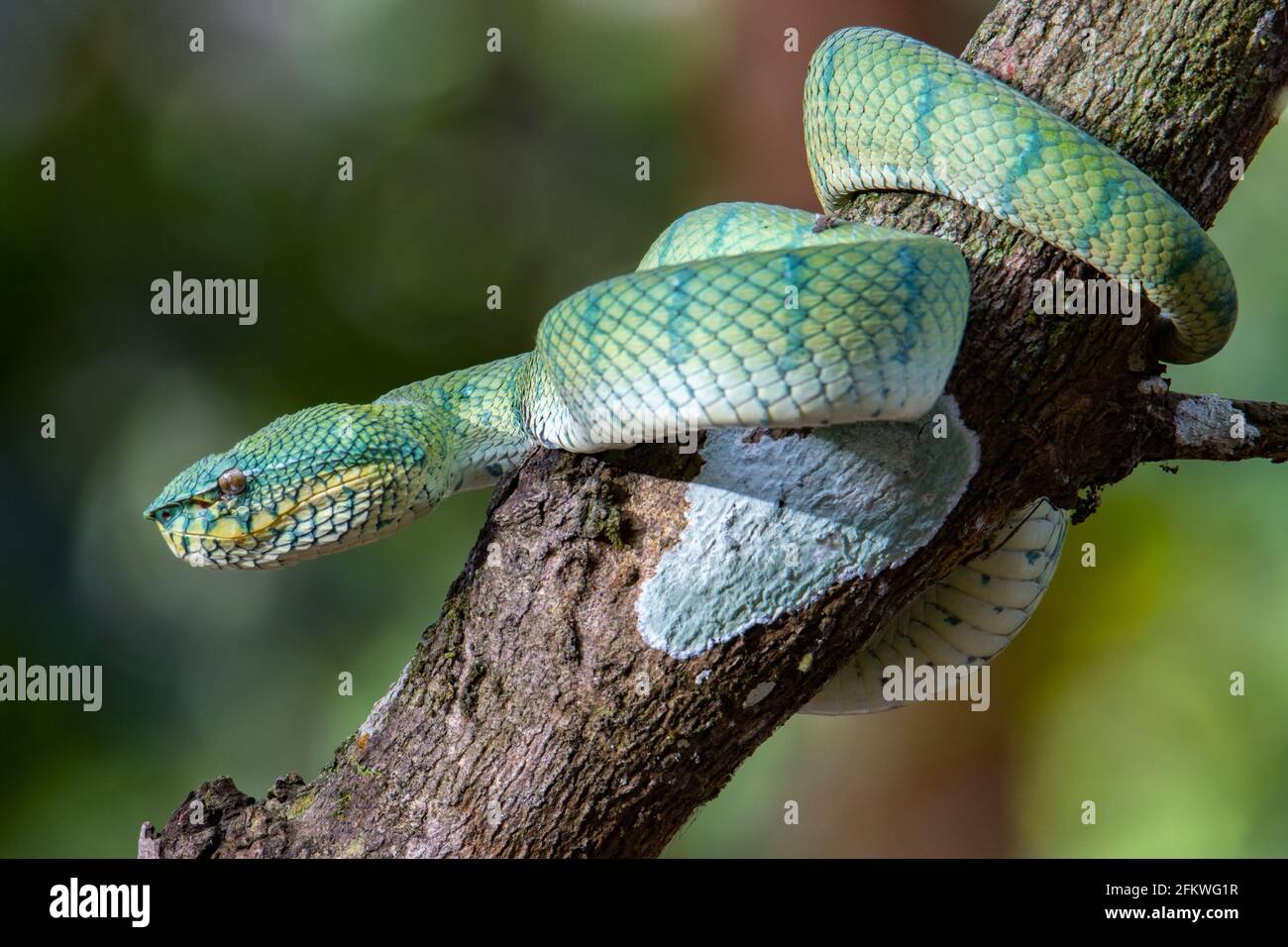 A very venomous and endemic snake Sabah Pit Viper Bornean Keeled Pit ...