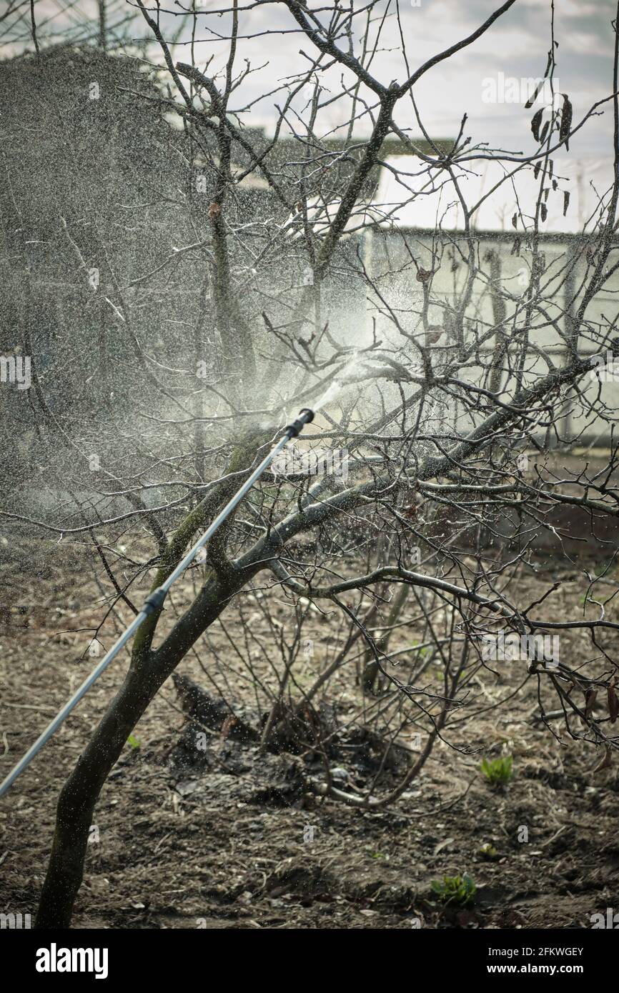 Sprayed Tree Spraying trees with pest solution before fruiting Stock Photo - Alamy