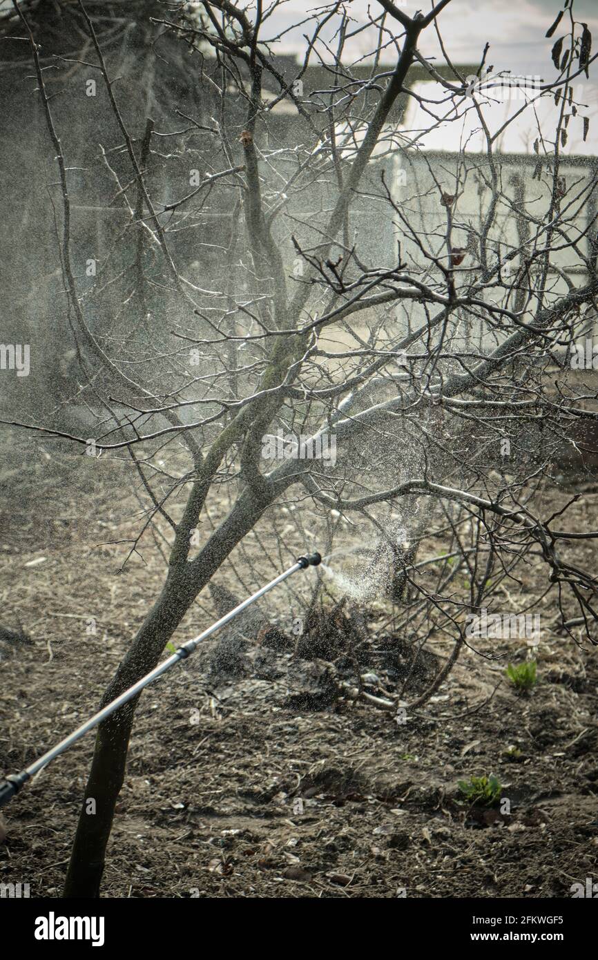 Spraying trees with pest solution before fruiting Stock Photo Alamy