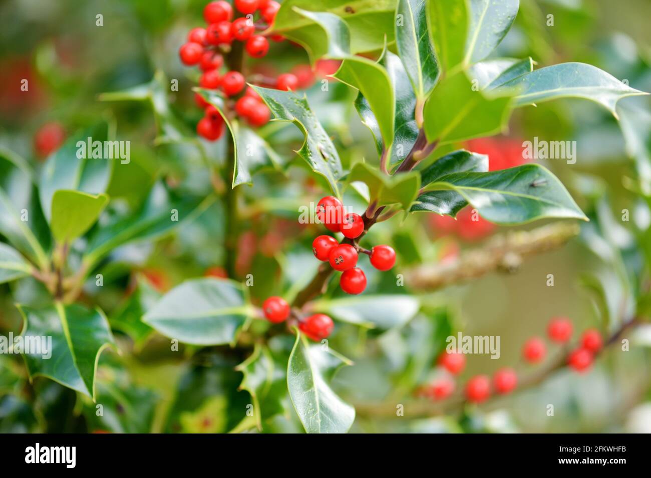 Red berries and thorny green leaves of a holly plant Stock Photo